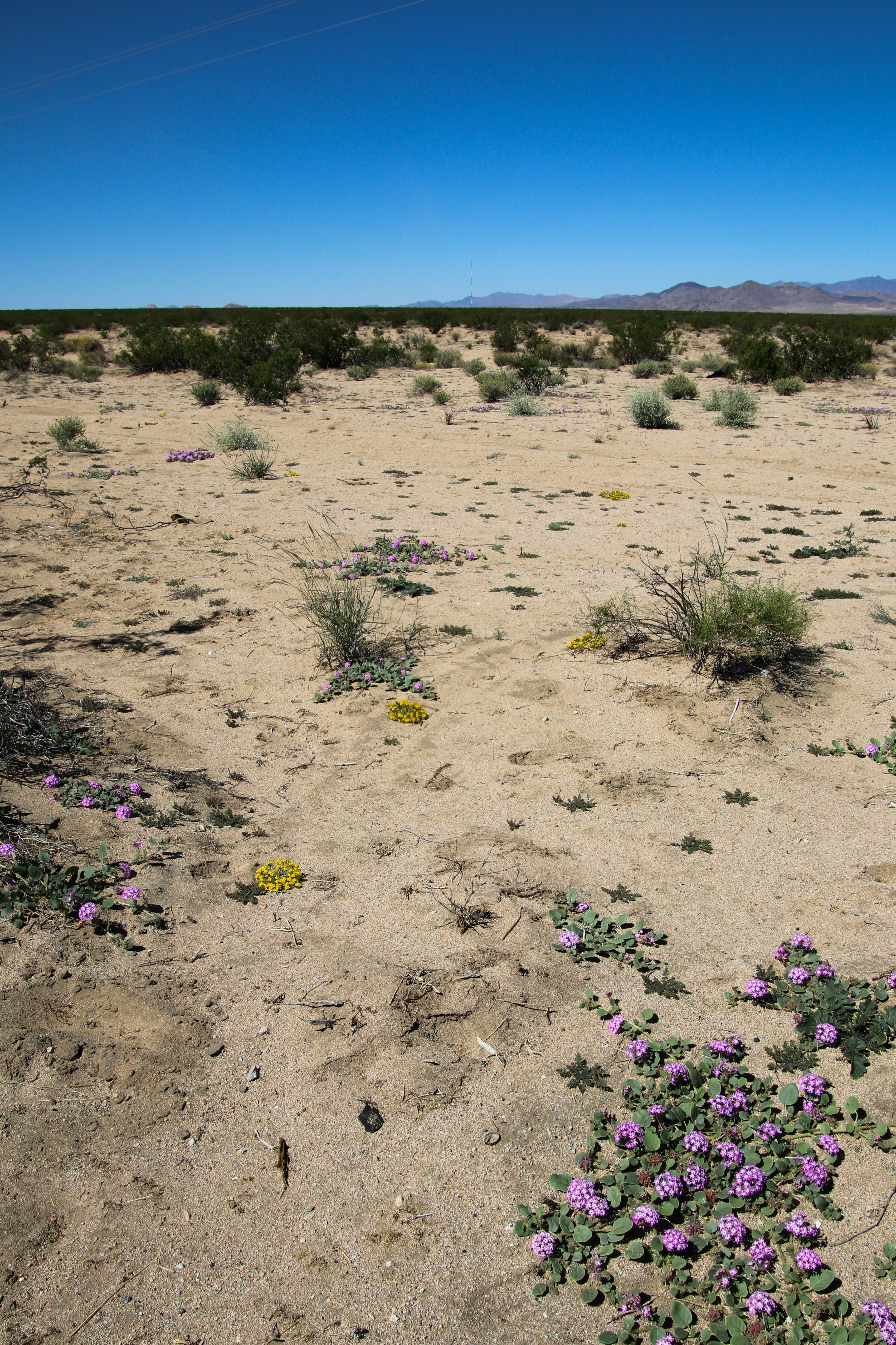 A dirt field with purple flowers in the middle of it