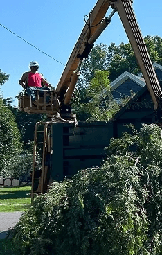 A crane is lifting a large tree onto a truck