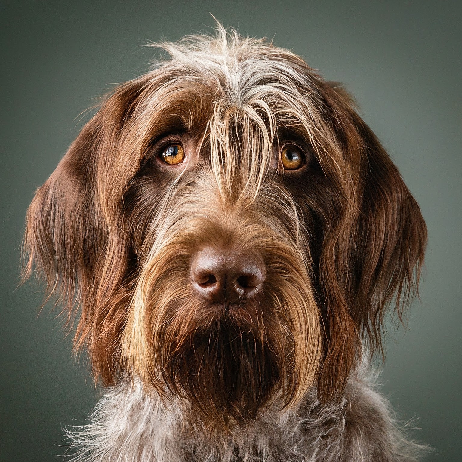 BUDDYUNO, Wirehaired Pointing Griffon