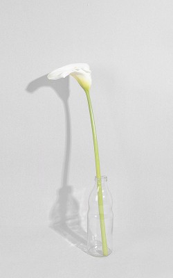 Minimalistic one flower on vase
