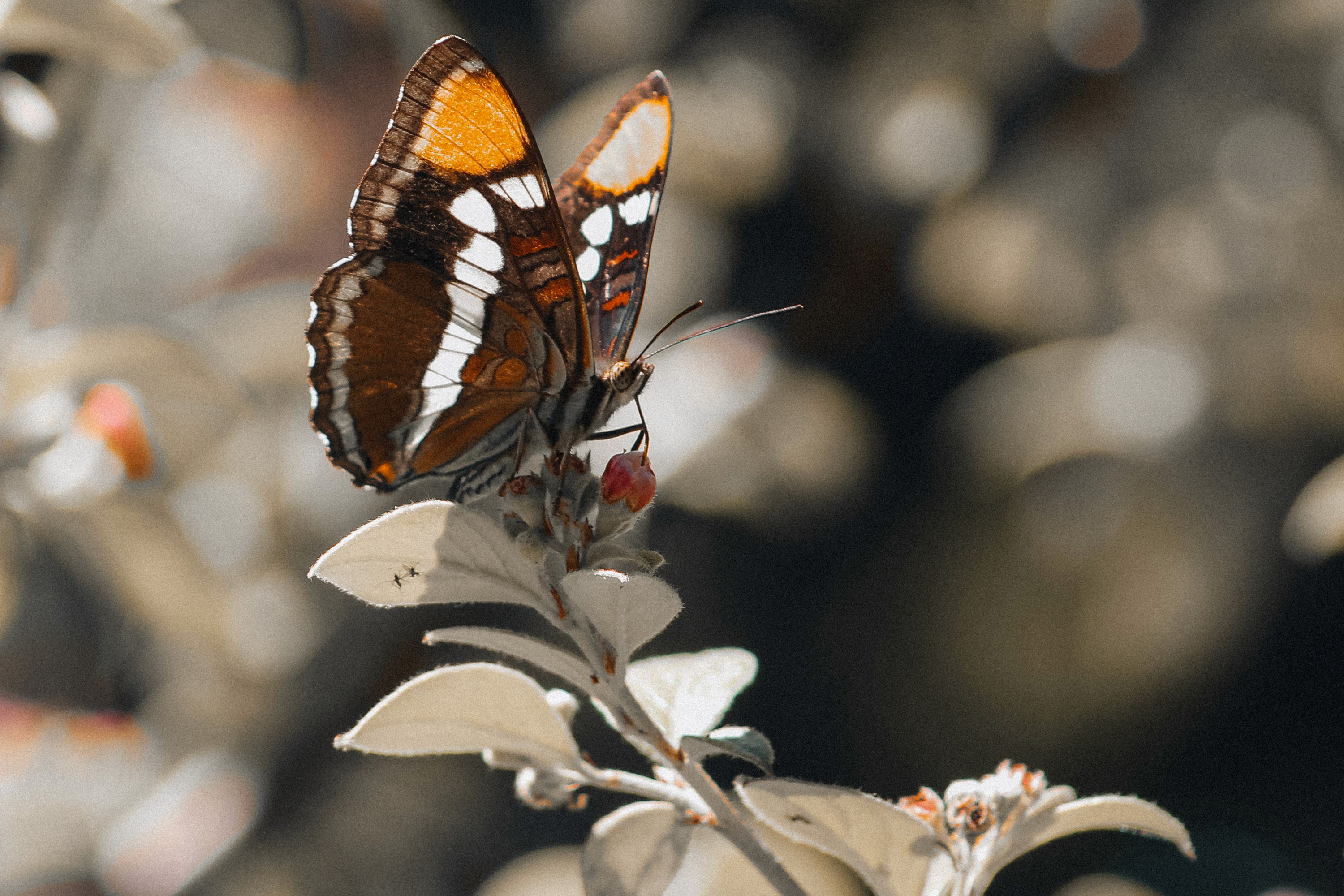 butterfly closeup macro photography