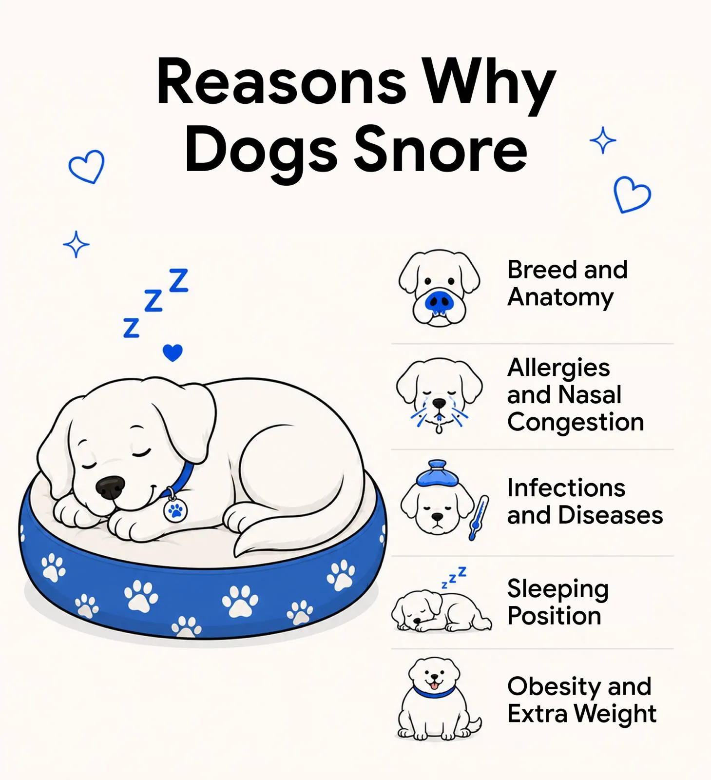 An infographic showing the many reasons why dogs snore. 