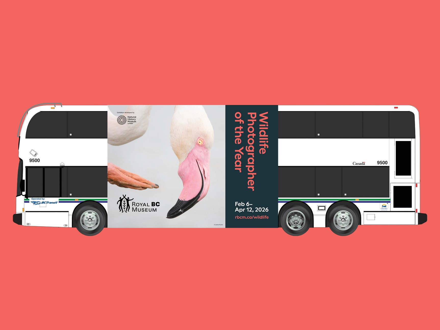 Illustration of a double-decker bus featuring a poster of a Flamingo and the title Wildlife Photographer of the Year