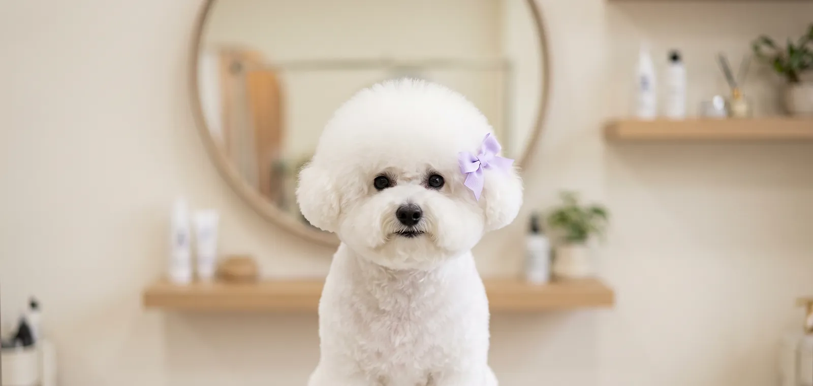 Freshly groomed white bichon frise with a lavender bow