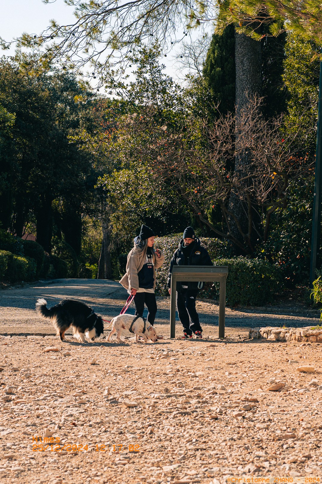 Balade matinale avec chiens, sur un chemin bordé d’arbres.