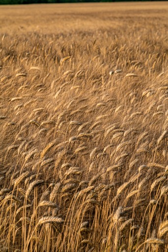 Modern living room with abstract art, beige sectional sofa, indoor plants, and large windows.