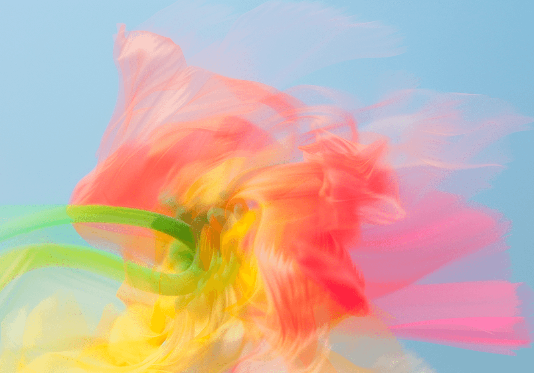 A flower featuring vibrant yellow and pink petals, showcasing a delicate and colorful bloom.