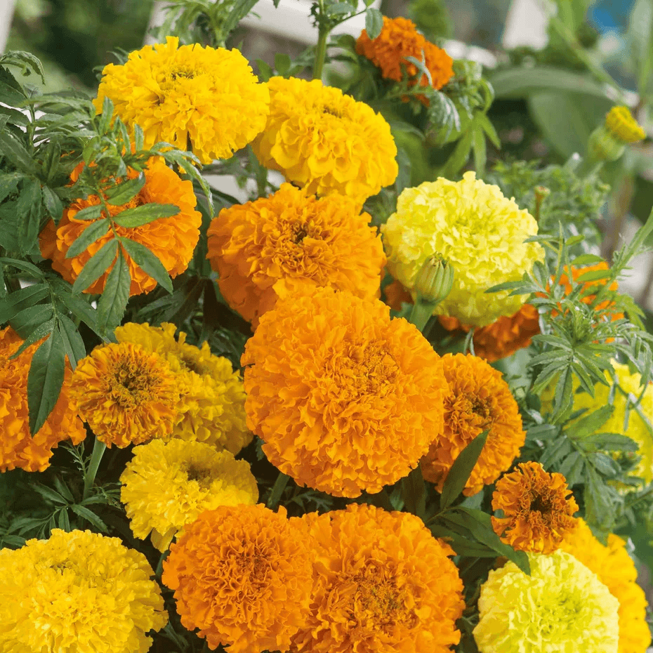 Marigolds 'African'
