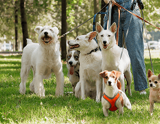 Daycares & Boarding illustration