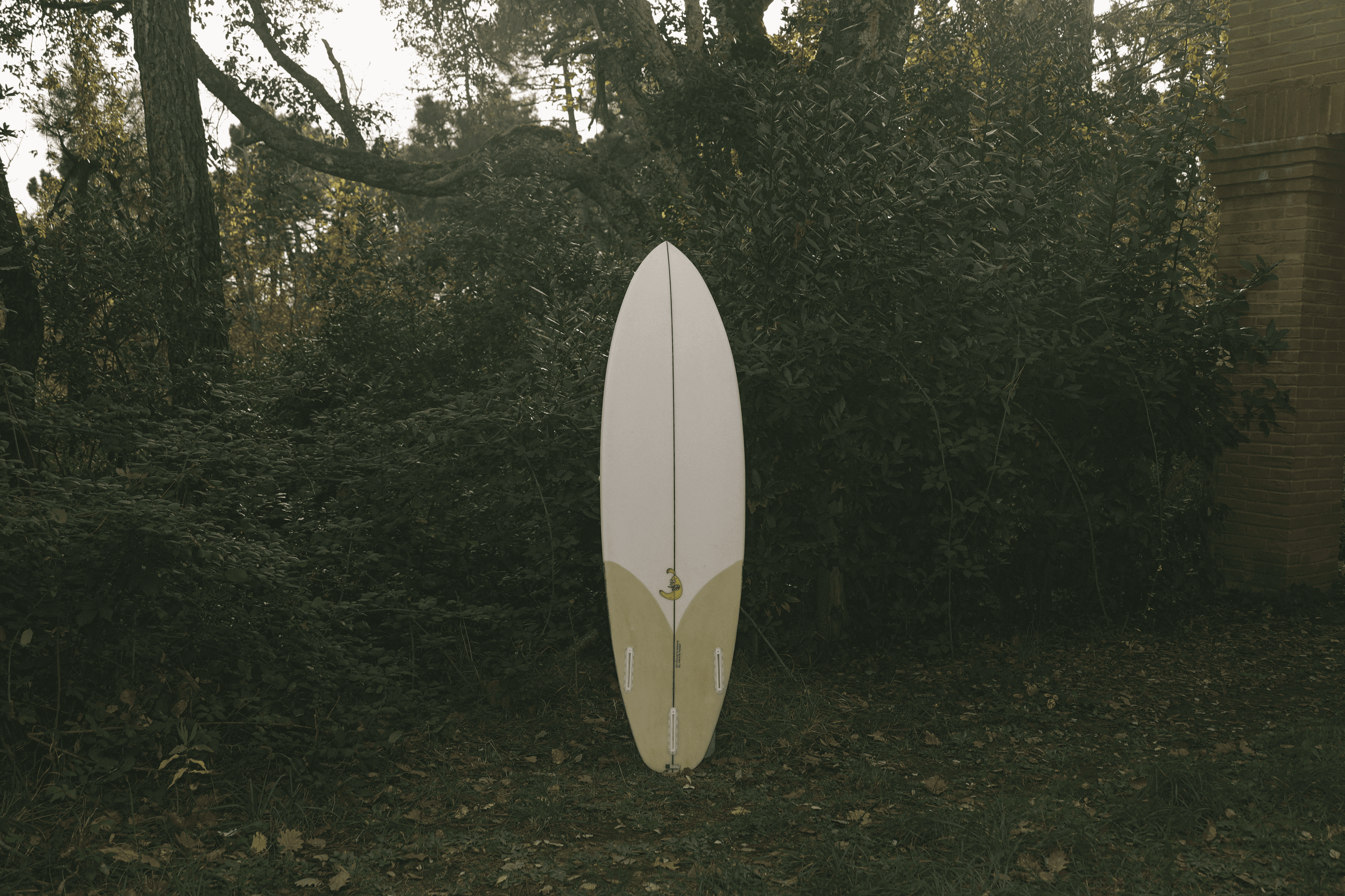 Tavola Chiquita con una singola pinna gialla (single fin) visibile sulla coda, esposta in un ambiente verde e boschivo.