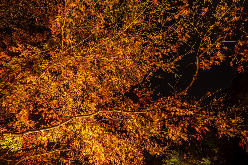 Tree lit by beautiful and warm lighting