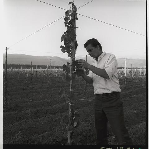 Agrónomo CORFO, Ricardo Corssen, examinando parronales.
