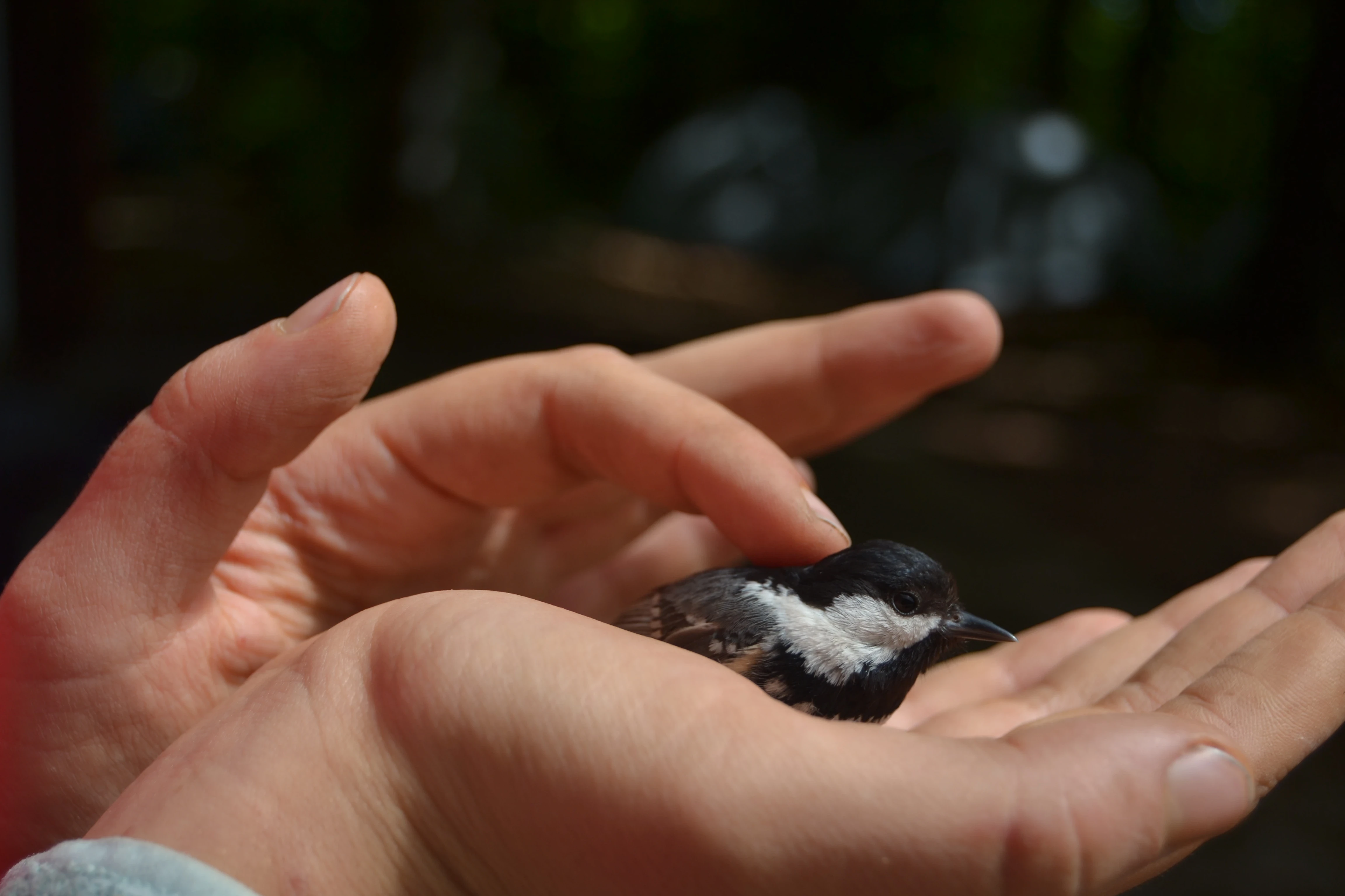 Piccolo uccello nelle mani durante attività di outdoor education, osservazione fauna e educazione ambientale sul regno animale nelle scuole