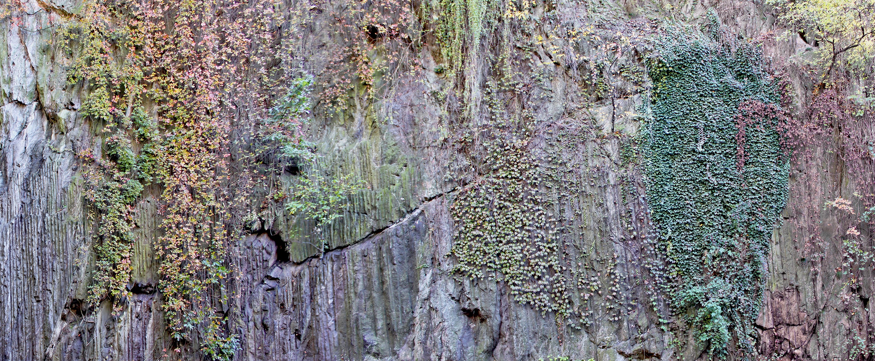 Wide close-up photograph of a cliff face covered in cascading plants and moss. Vertical streaks, cracks, and hanging vines mingle with patches of green and reddish foliage, revealing nature’s slow reclamation of the rock surface through time.