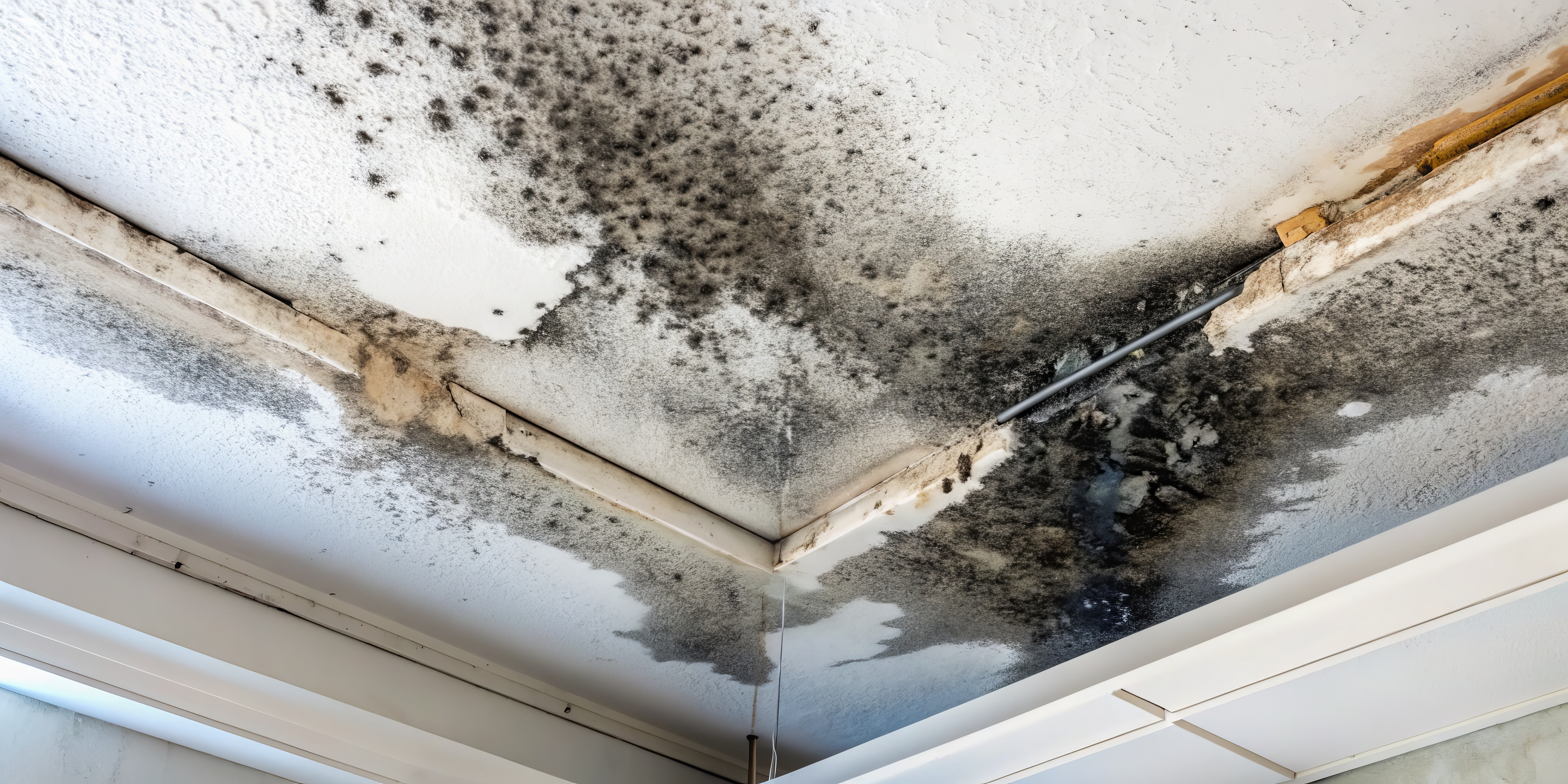 Severe black mold growth on a white ceiling caused by water damage in a residential St. Louis home
