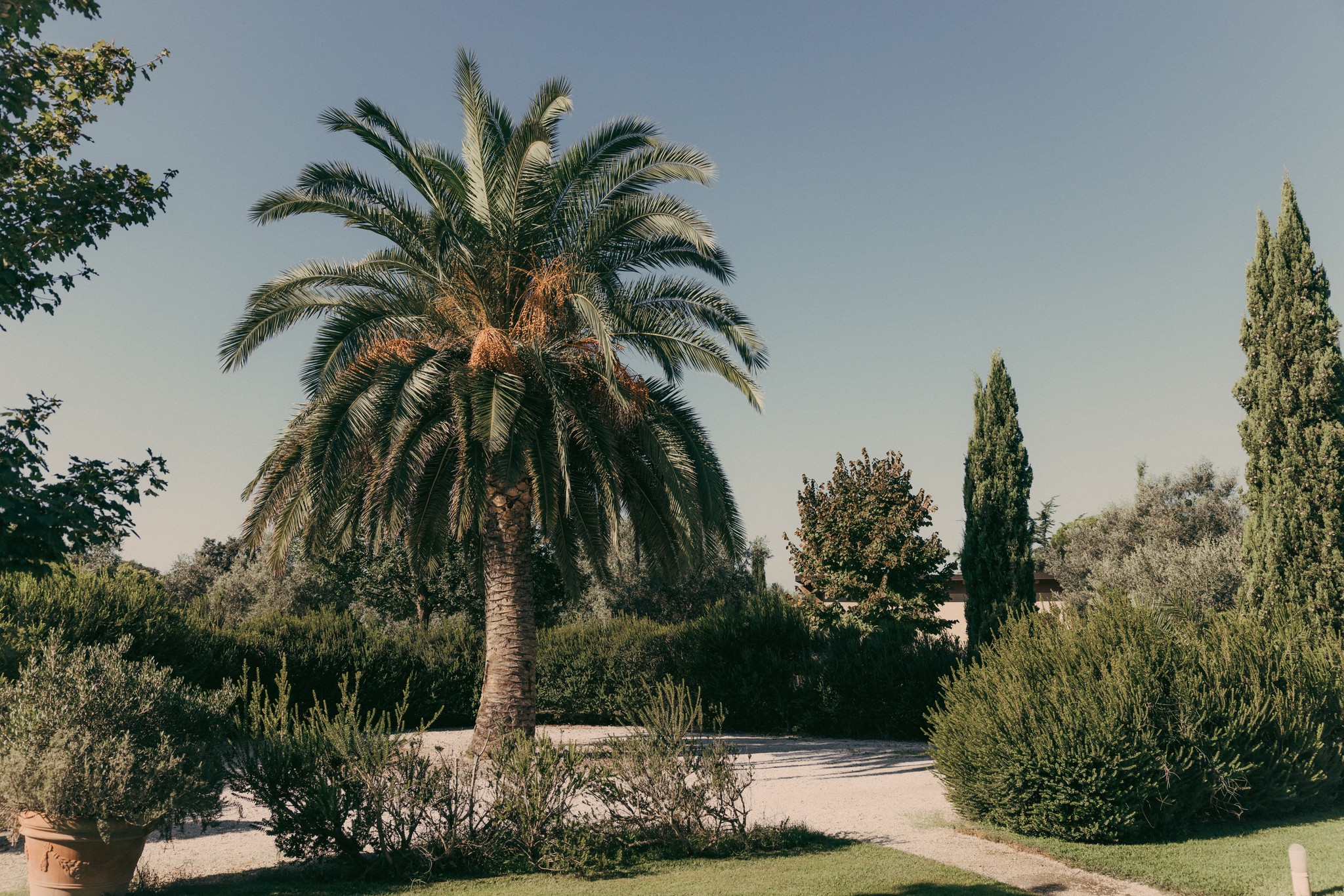 Giardino della villa a Bolgheri con palma e cipressi, atmosfera toscana del matrimonio di Silvia e Lucio