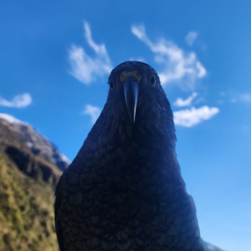 A little bonus too, you might see a wee Cheeky Kea! The sneaky Alpine Parrot of NZ.