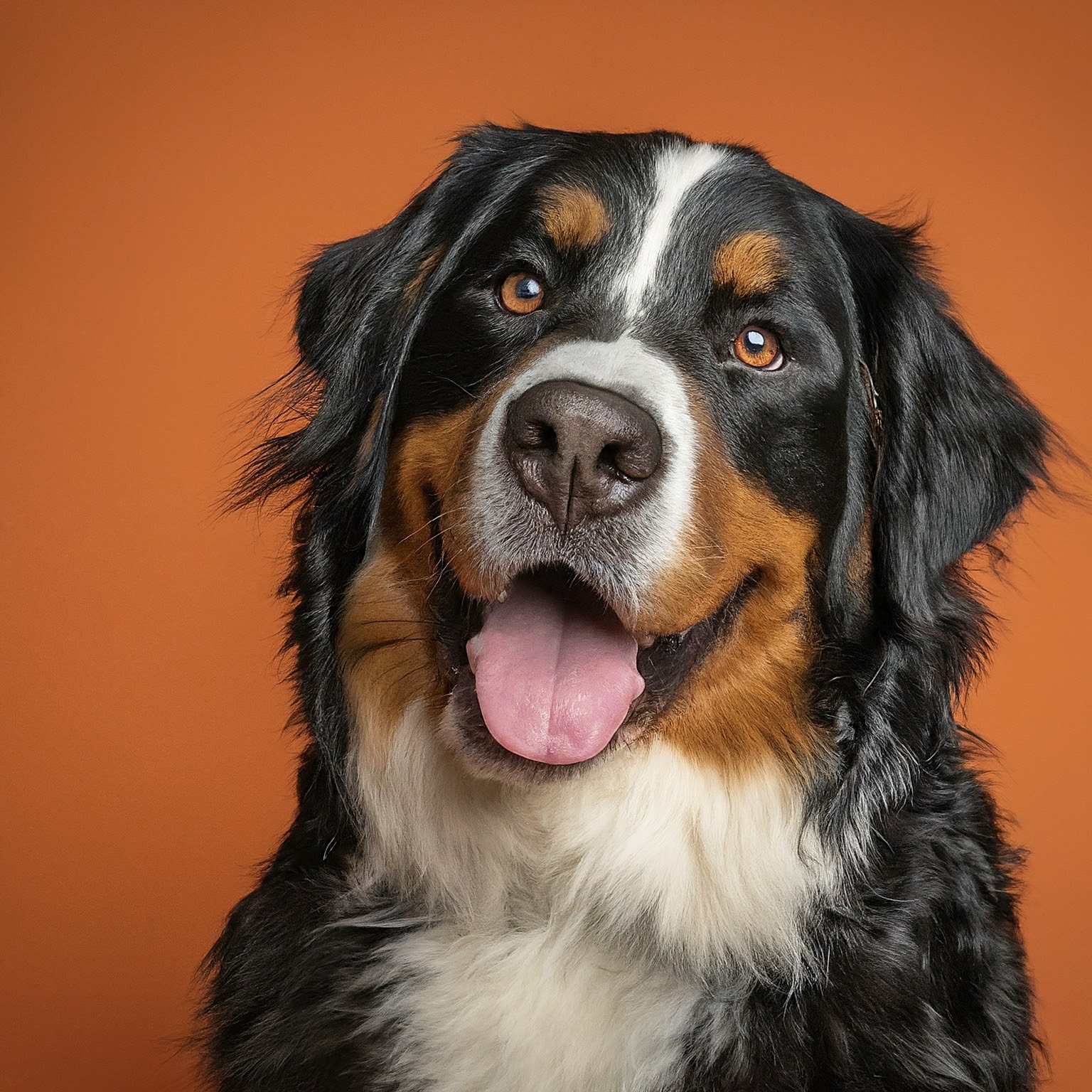 BUDDYUNO, Bernese Mountain Dog