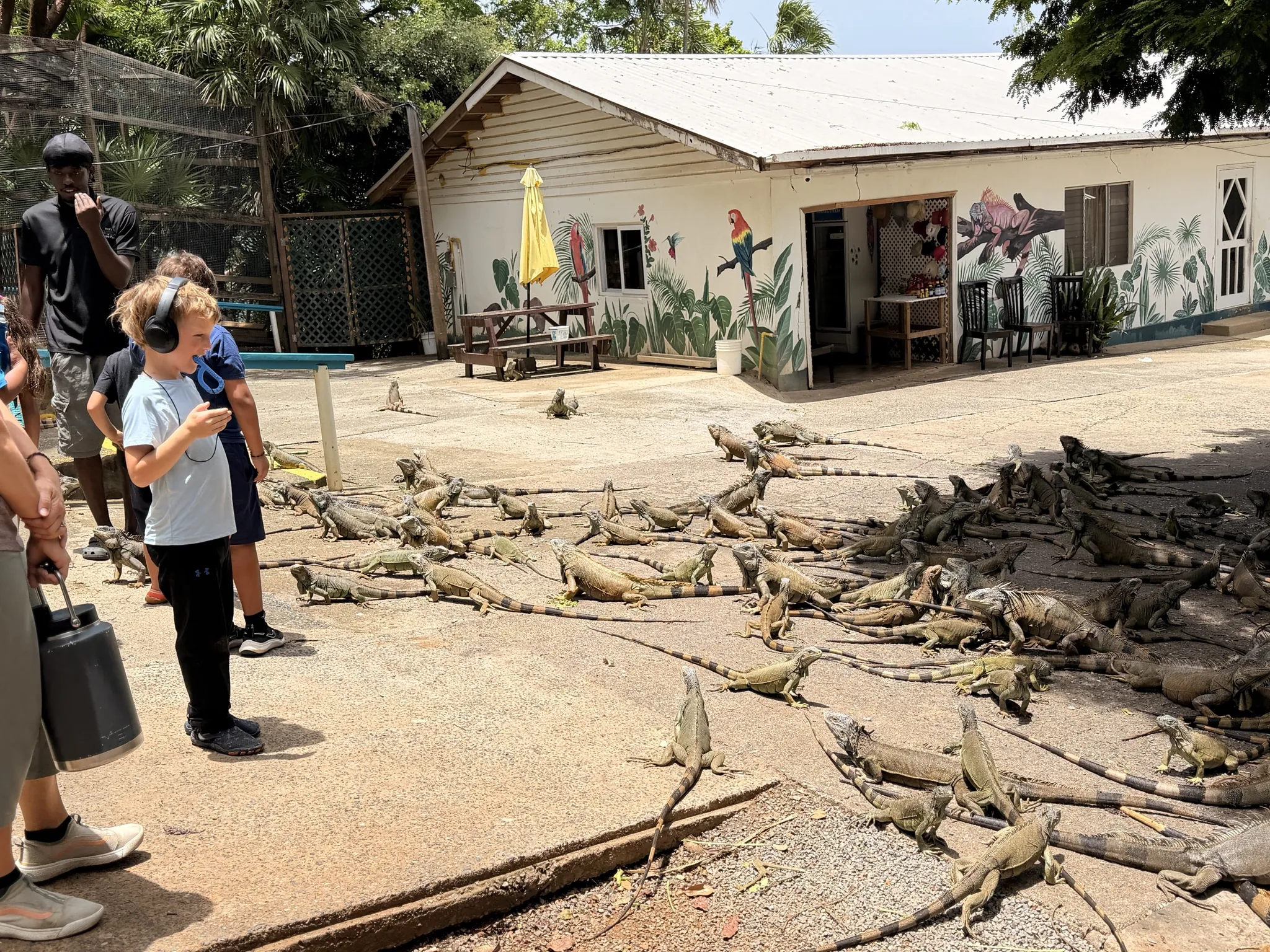 Dozens of green iguanas spread across the concrete yard at Arch's Iguana and Marine Park on Roatán