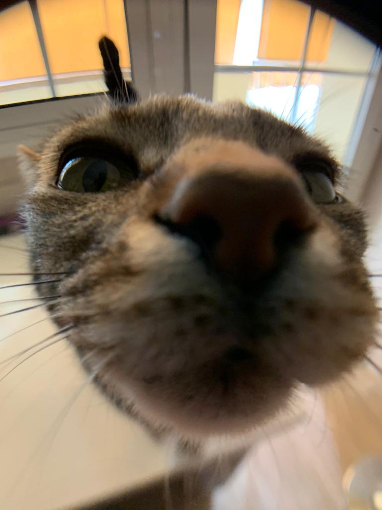Nicky. Gato
