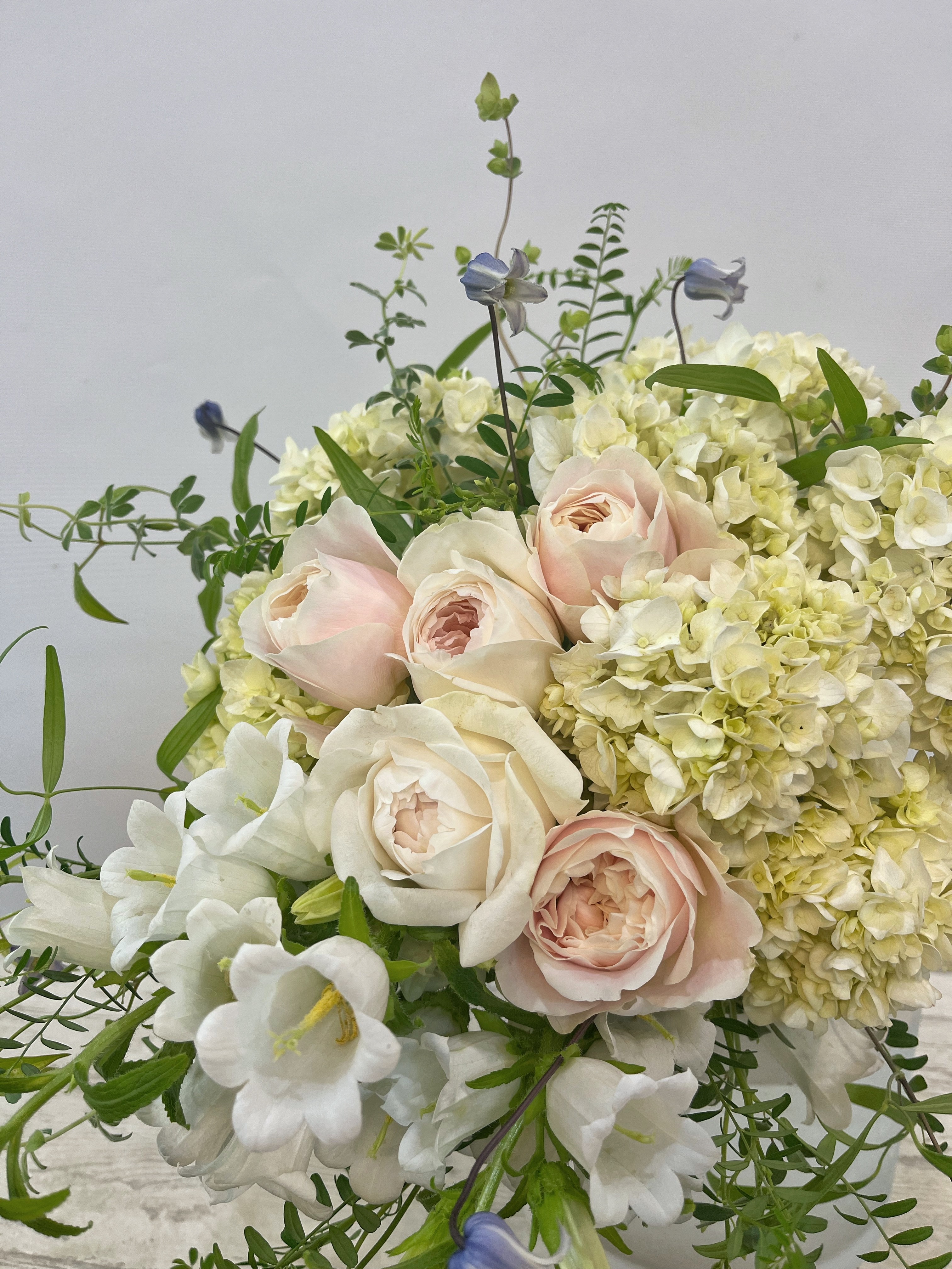 woman holding green leafed plant