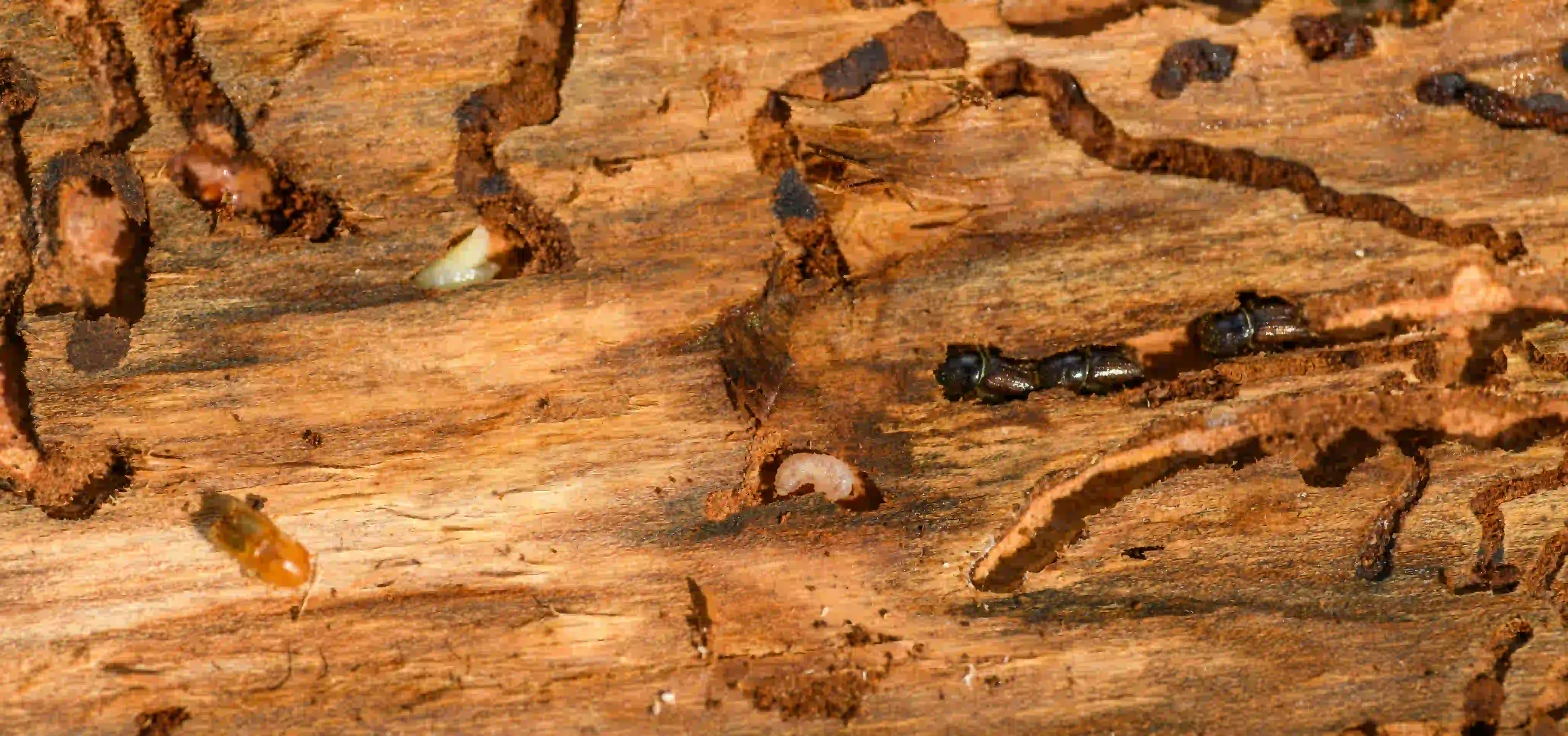 Common Signs of a Termite Infestation