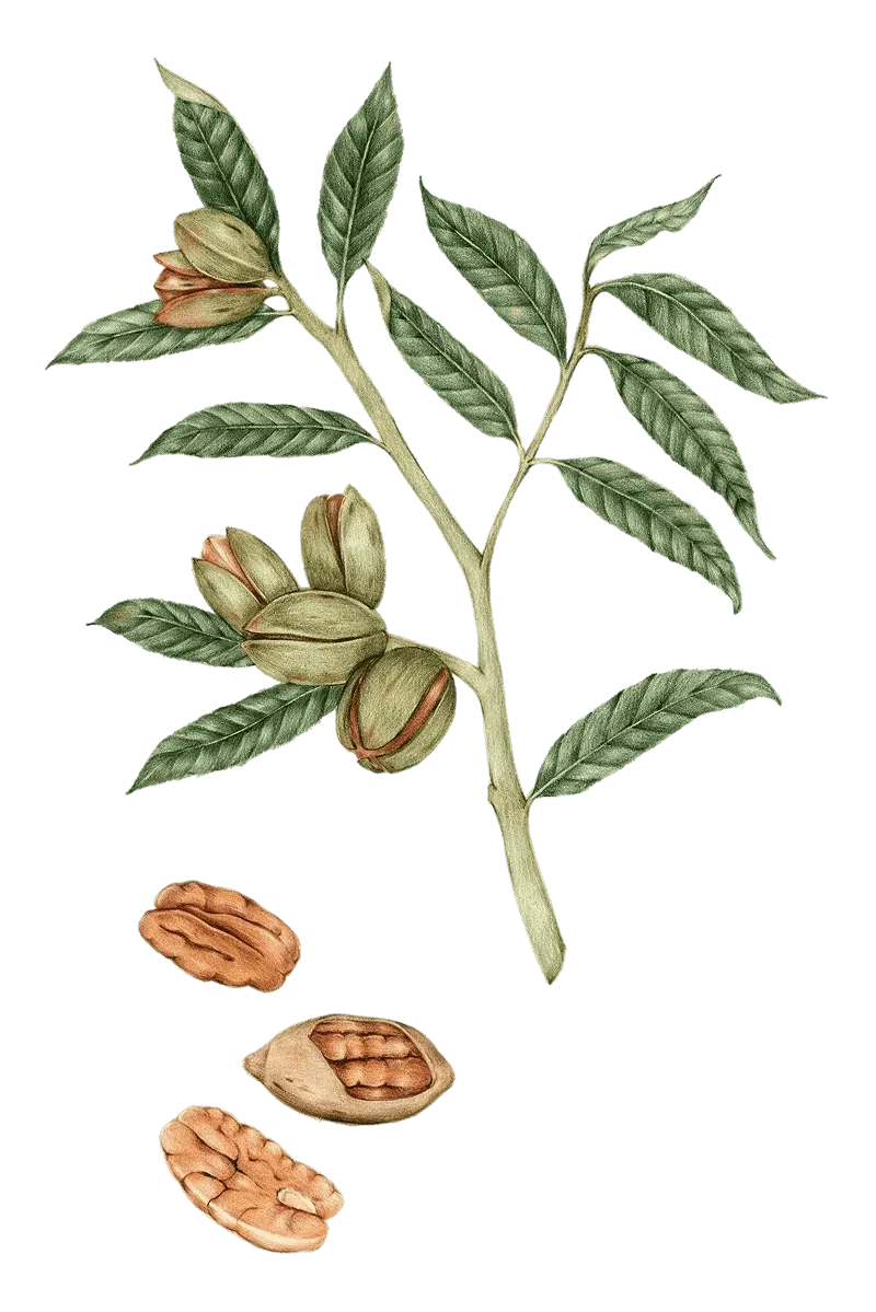 εικονογραφημένο κλαδί πεκάν