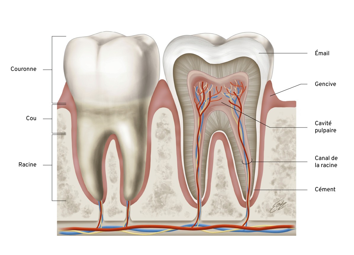 Illustration scientifique de l'anatomie de la dent (structure externe et interne) en couleurs avec annotations des structures identifiées par l'illustratrice scientifique Élodie Ouellet-Belleau.