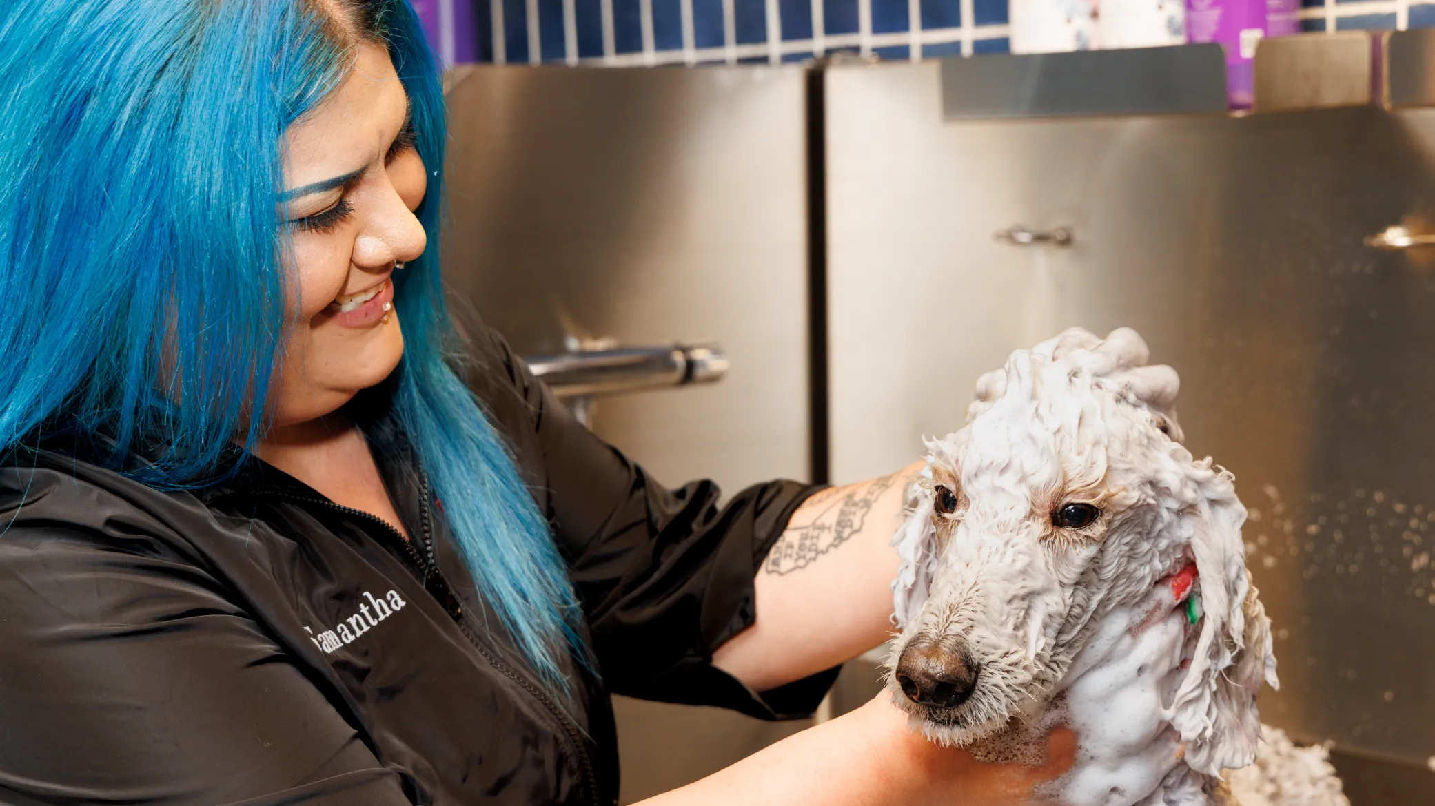 Blue-haired groomer shampooing a dog's head at MIMO La Jolla.