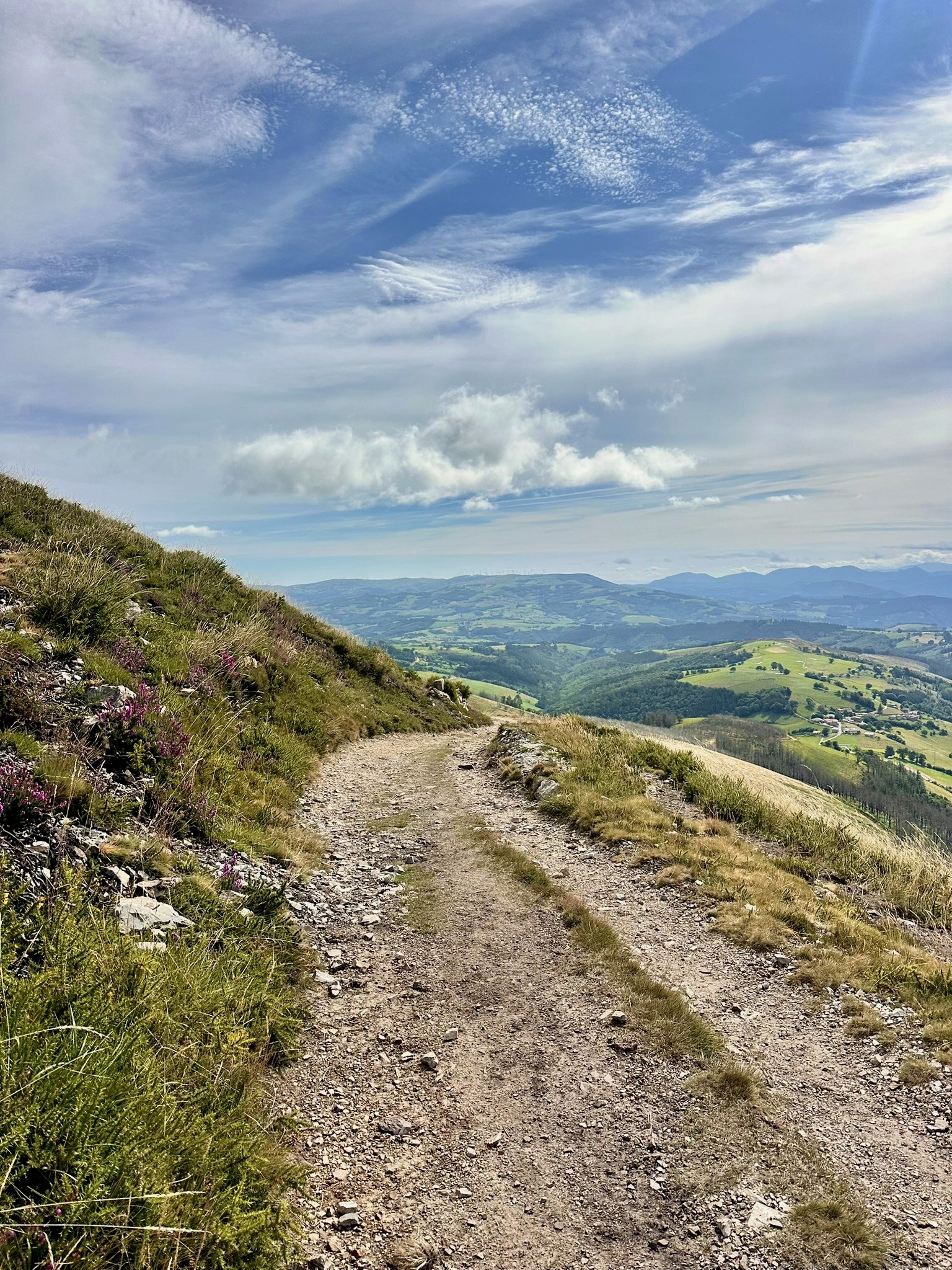 Close-up of a tree stump showing growth rings and a textured brown wood surface.