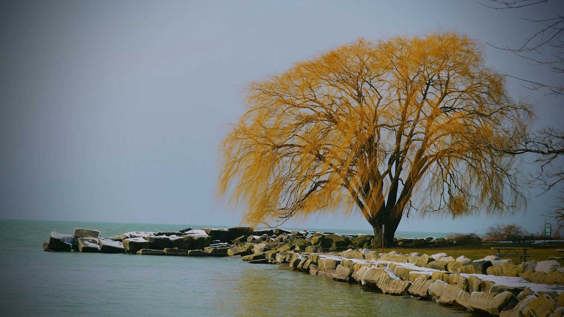 golden fall tree on a small peninsula over water