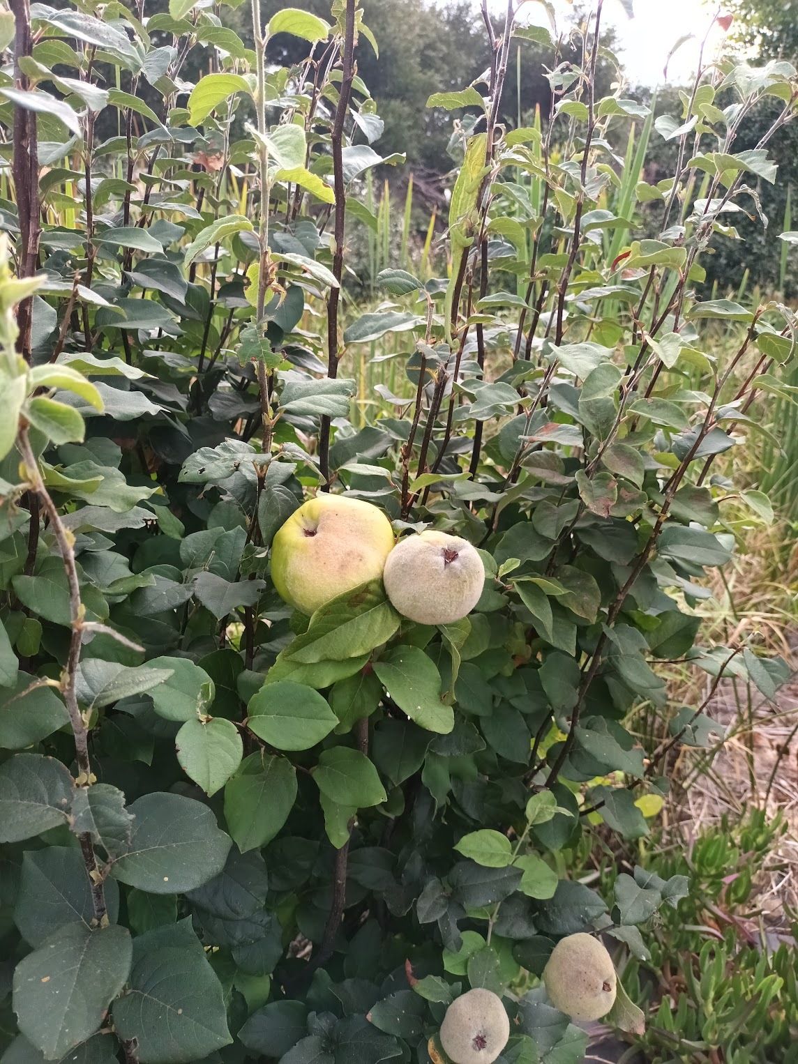 Quince tree — spot the chameleon
