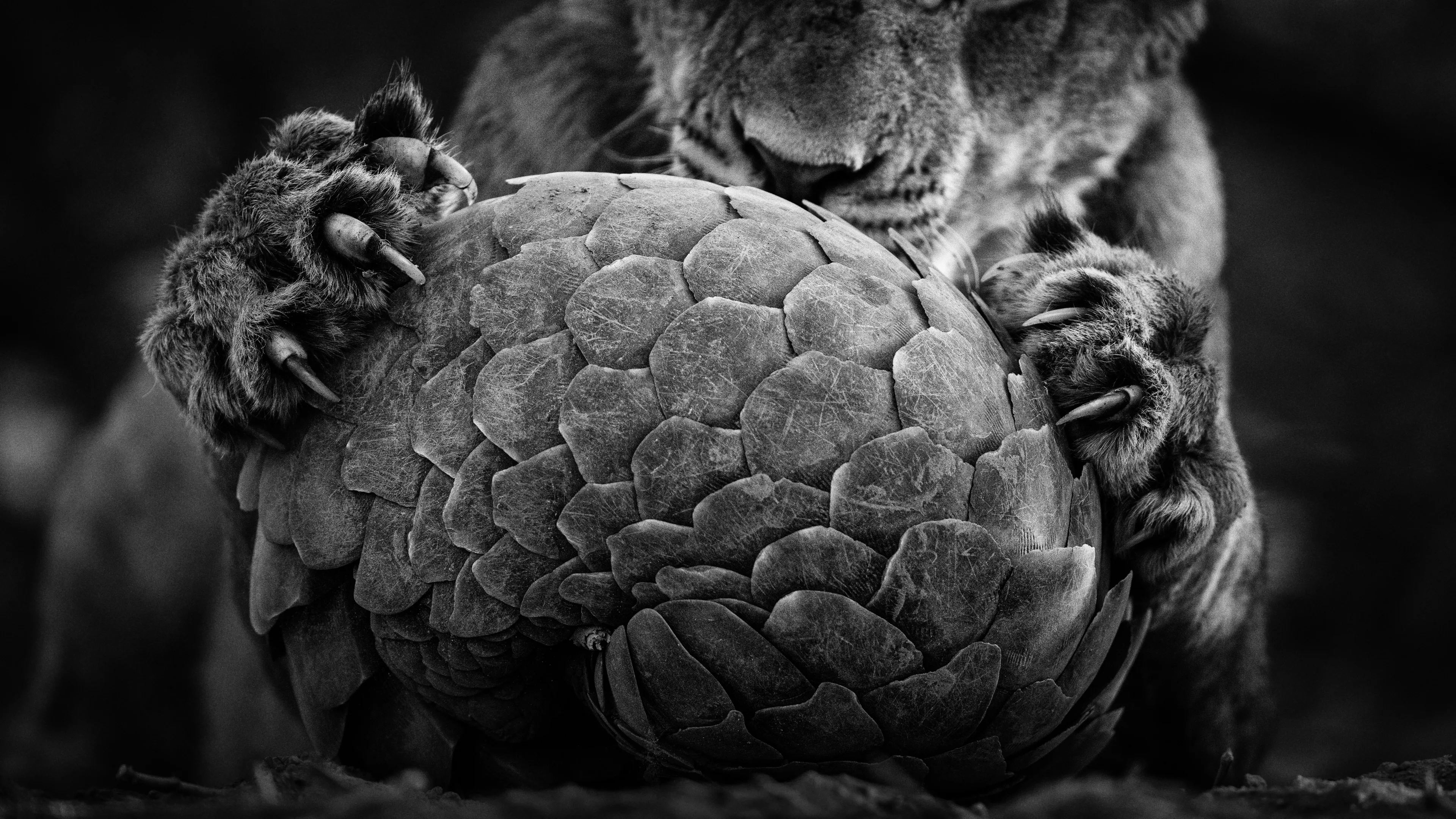 grayscale photo of lion