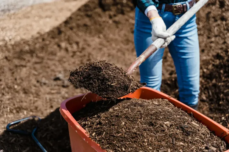Person unloading sil from a wheelborrow with a spade