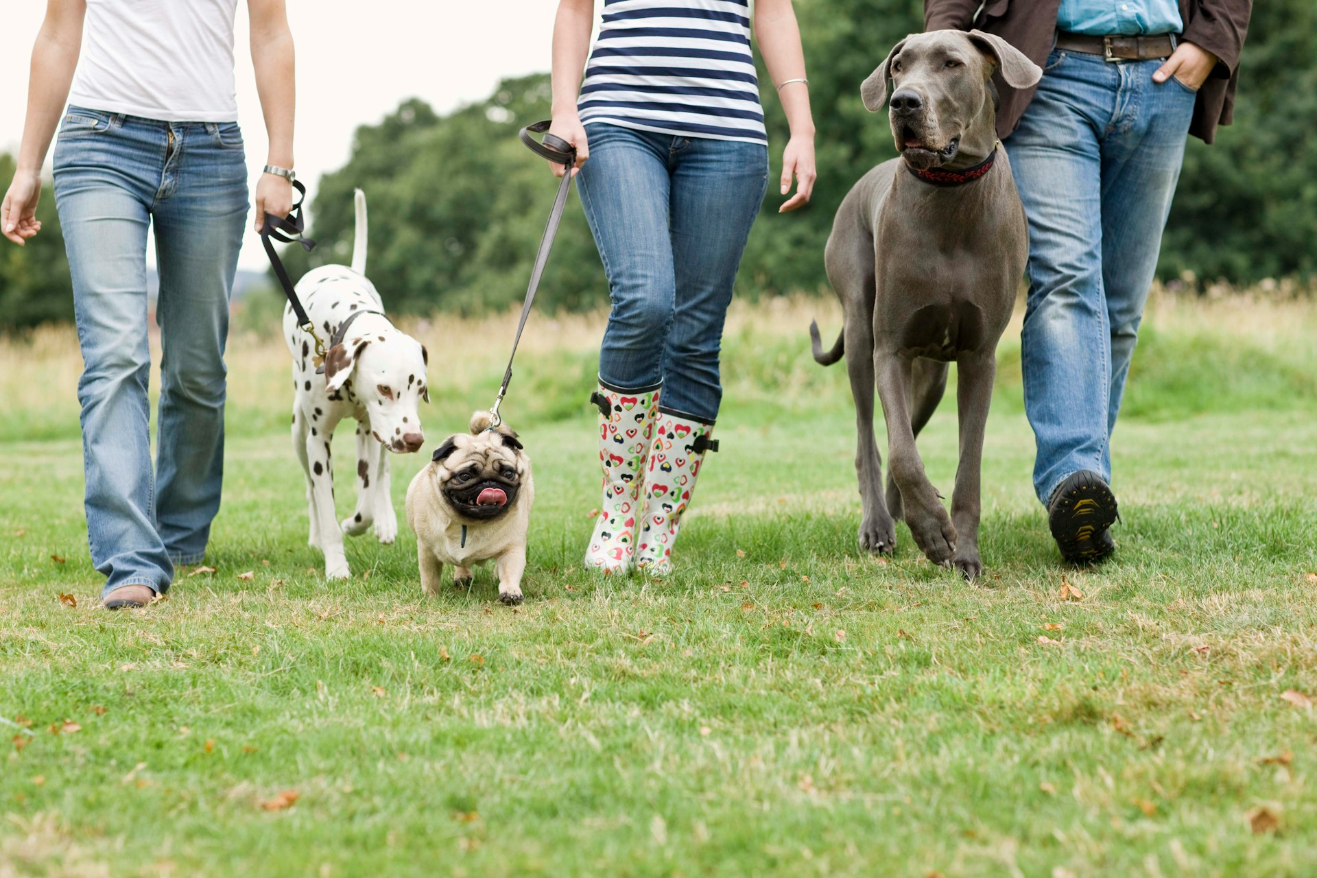 Pet Walks