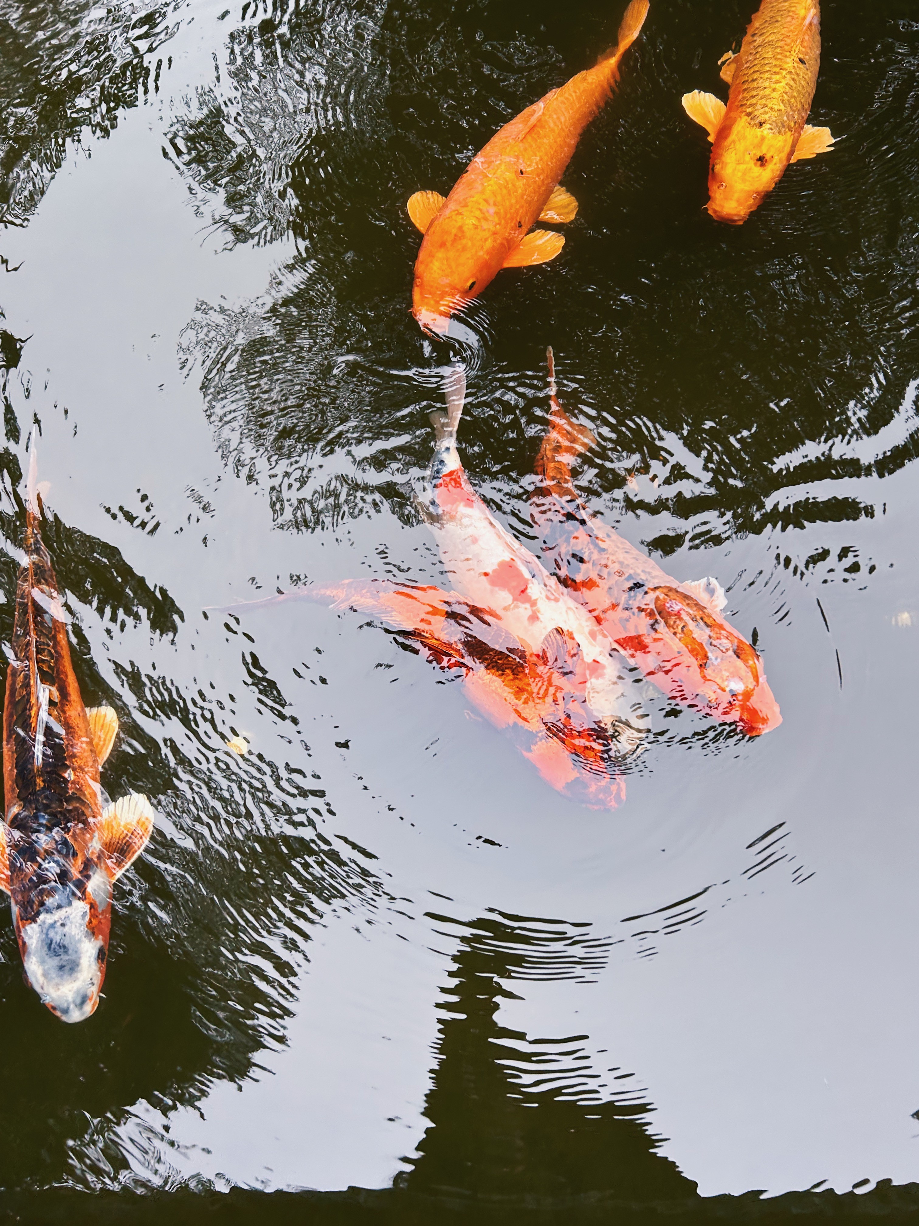 black nikon dslr camera on gray lenovo laptop