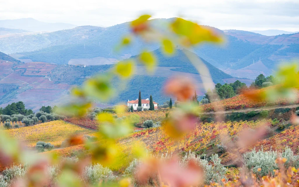 Vandre fra vingård til vingård i Portugal | Expa Travel