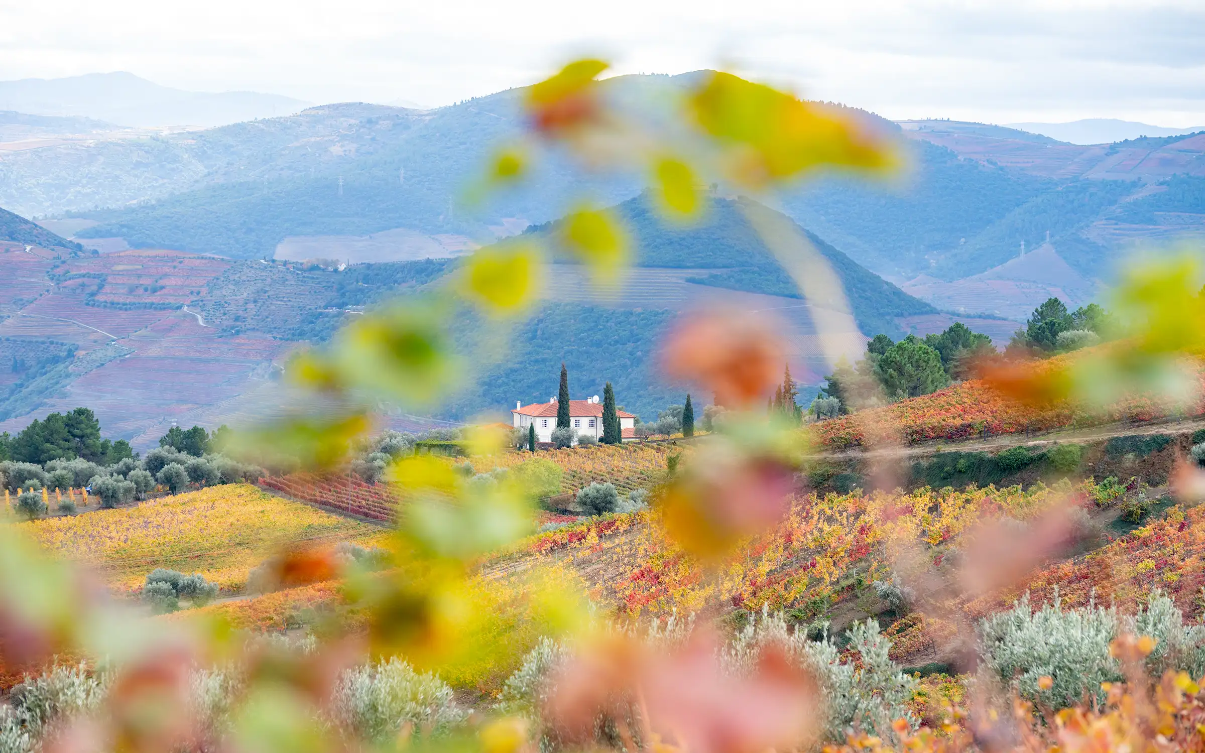 Vandre fra vingård til vingård i Portugal | Expa Travel