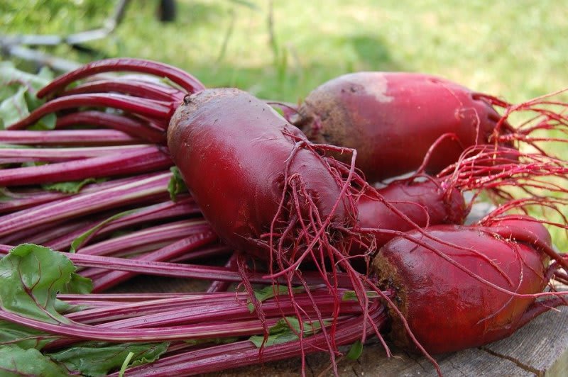 beets on a table - do beets cause diarrhea article