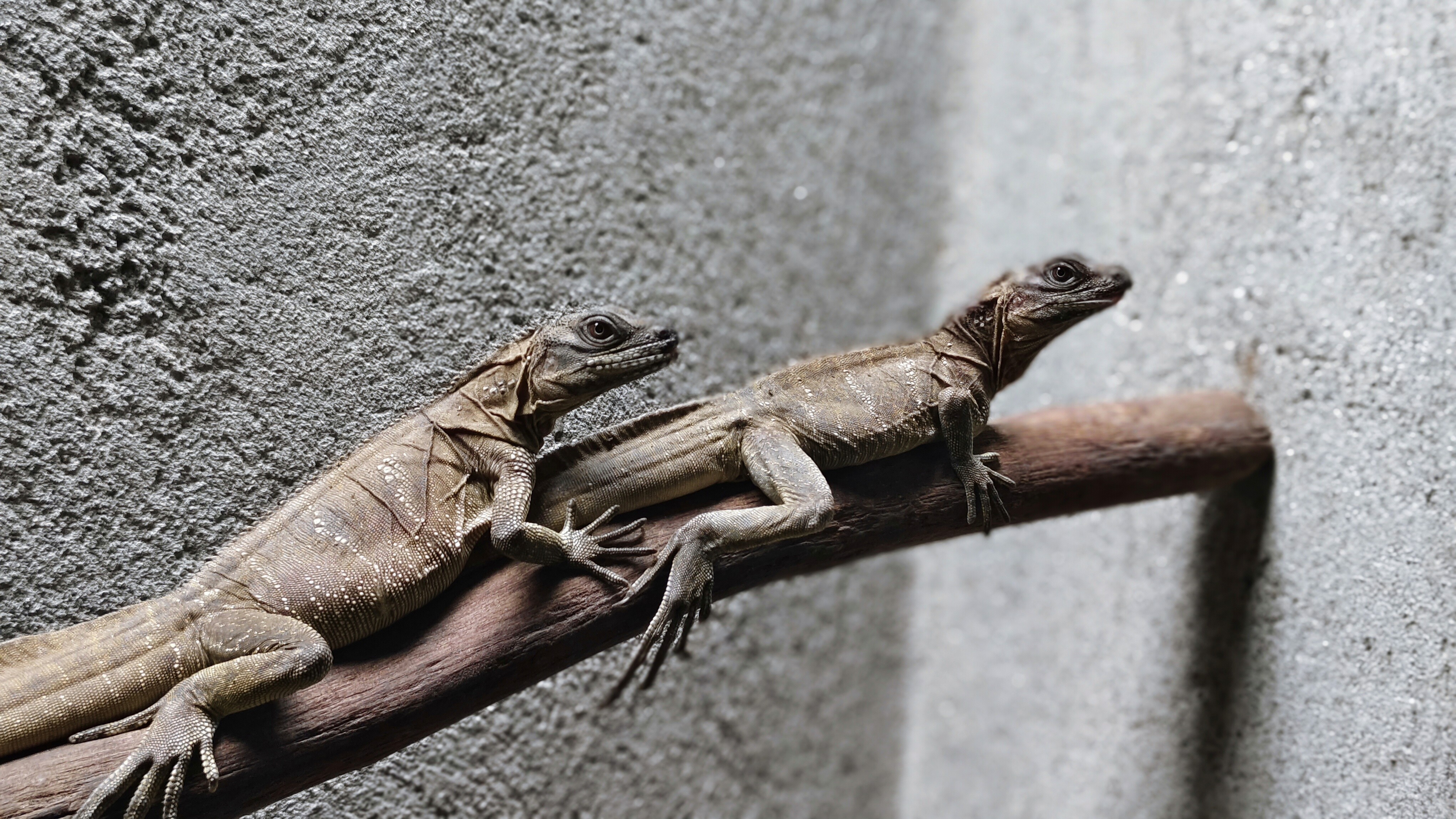 a green and blue lizard sitting on a rock