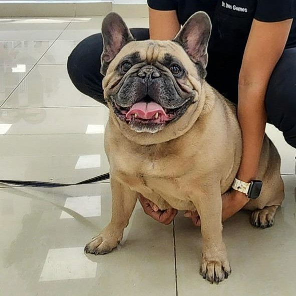 A dog is being held gently by a veterinarian in the clinic.