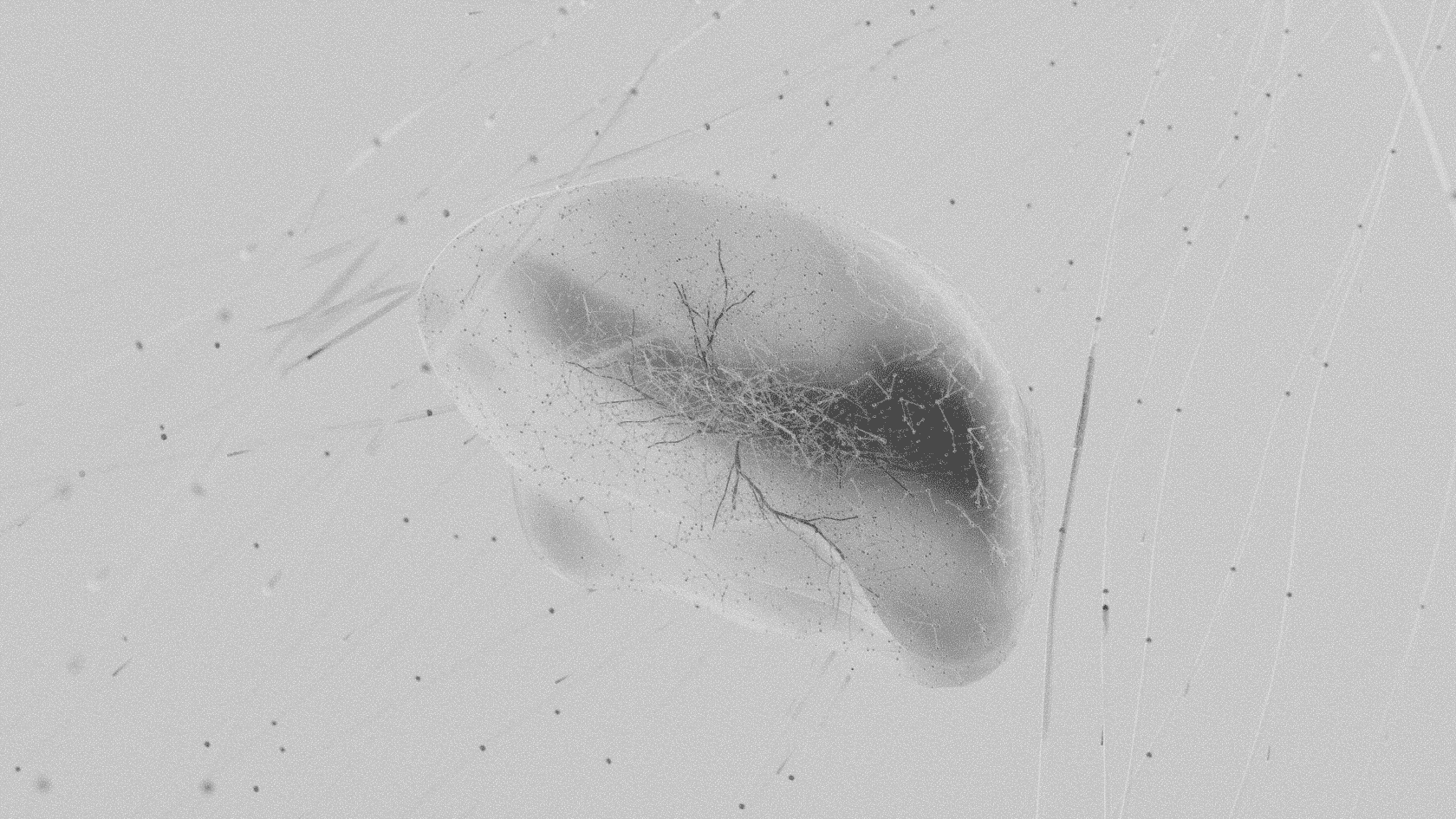 A smooth organic blob shape rendered as a minimalist 3D illustration on a white background