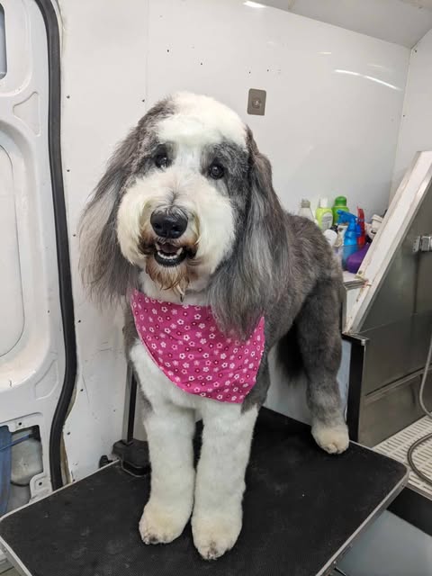 Large Dogs Grooming Gallery Of Photos - Wags To Riches Dog Grooming