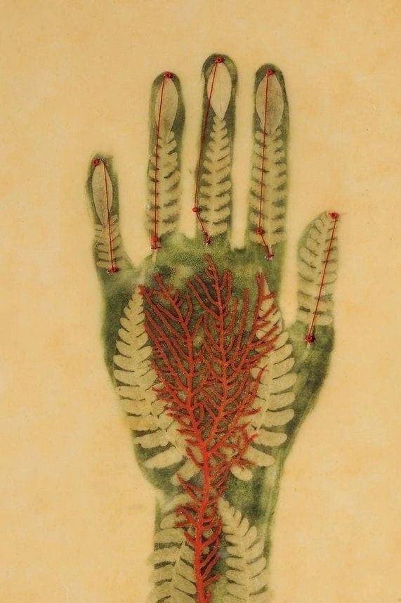 Artistic illustration of an open hand filled with fern leaves and red botanical veins
