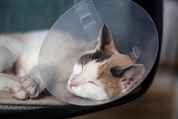 A cat wearing an e-cone after spay/neuter