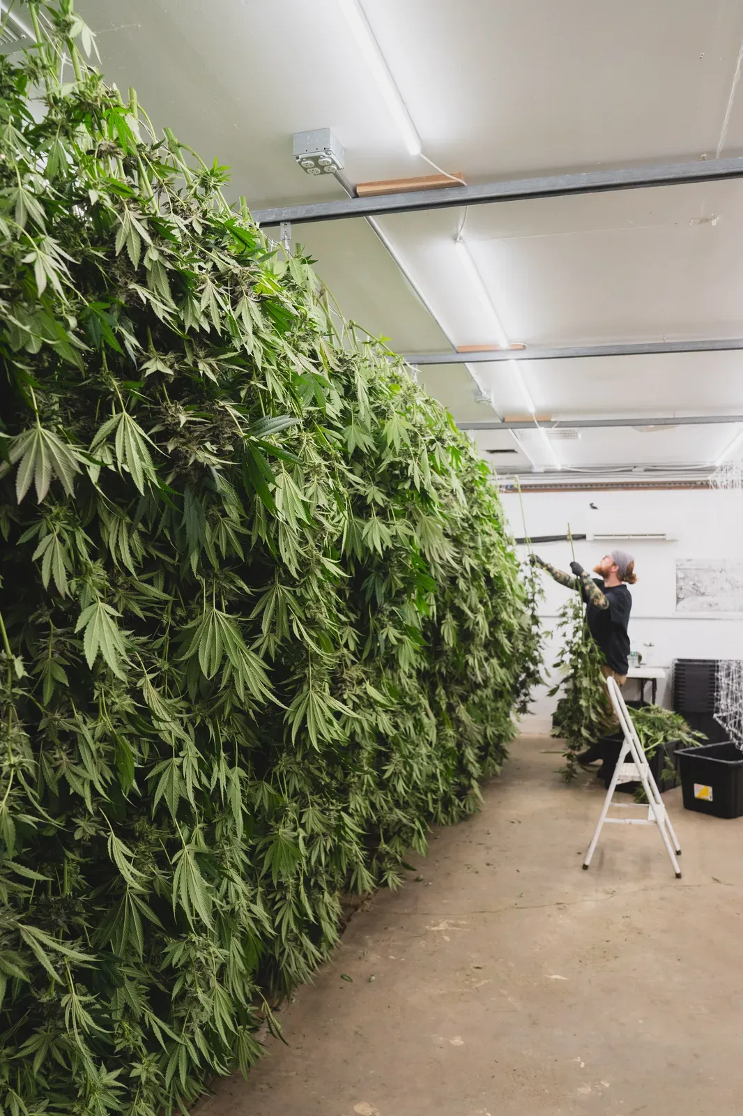Inside the curing section of Sunkissed Farm's storage building.