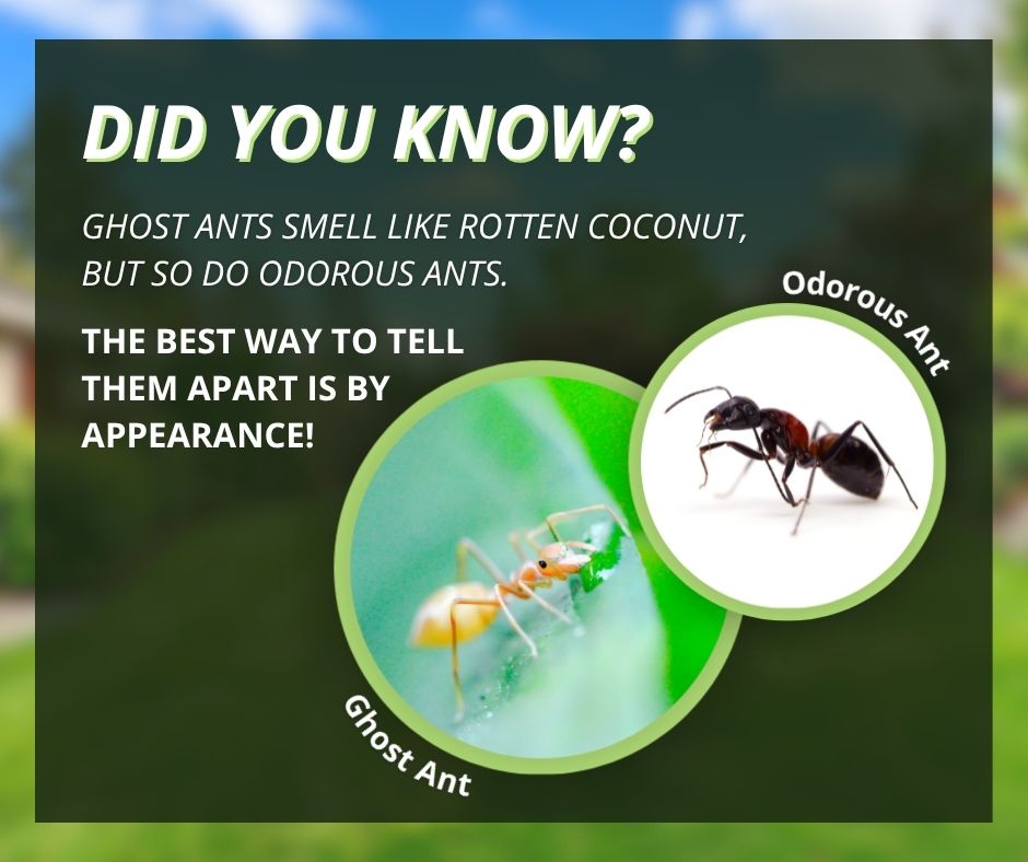 An infographic titled "Did You Know?" stating that ghost ants and odorous ants both smell like rotten coconut so appearance is the best way to tell them apart, accompanied by side-by-side labeled photos comparing a pale ghost ant and a dark odorous ant.