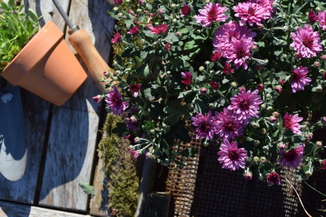 nieuwewildernis-maisonbelle3