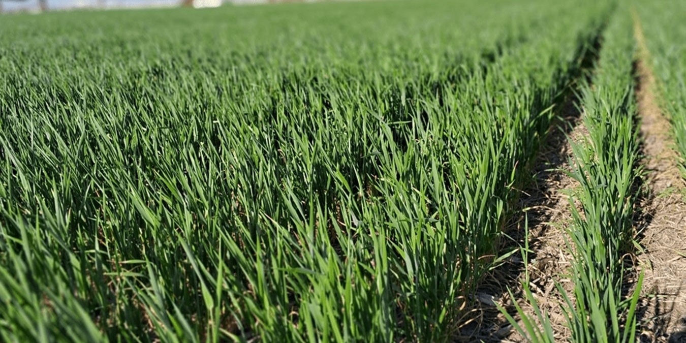 Close-up of a tree stump showing growth rings and a textured brown wood surface.