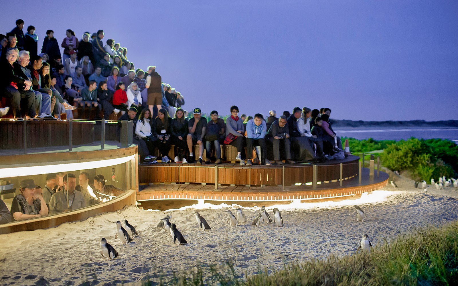 游客在澳大利亚菲利普岛参加导览团时观赏企鹅。